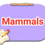 Bahasa Inggrisnya Mamalia-mamalia + Cara Bacanya