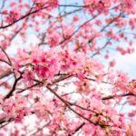 Rekomendasi tempat melihat bunga sakura di Korea Selatan