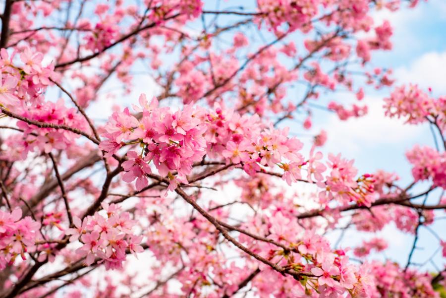 Rekomendasi tempat melihat bunga sakura di Korea Selatan