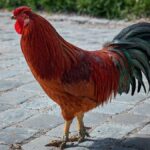 Bahasa Koreanya Ayam dan Nama-Nama Hewan Lainnya