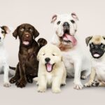 Bahasa Korea Anjing dan Jenis Spesies Lainnya