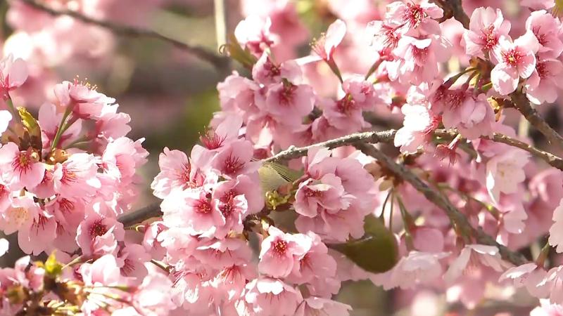 Mengenal Bahasa Jepangnya Bunga Hingga Contoh Kalimatnya